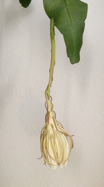 queen of the night cactus blooming Epiphyllum oxypetalum 11